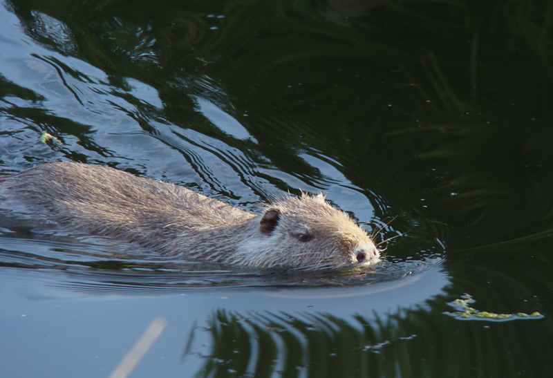 Nutria